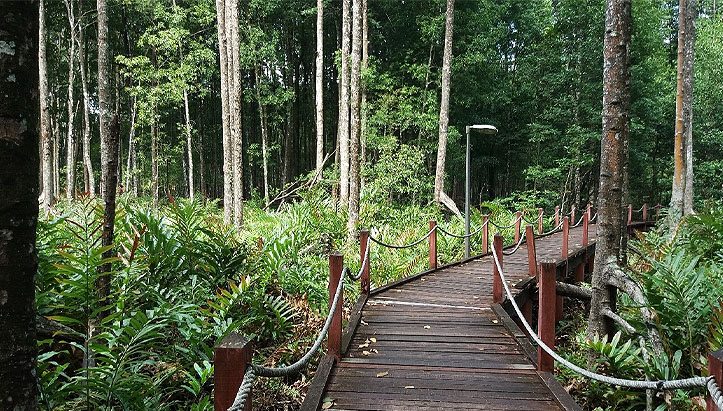 Hutan Paya Laut