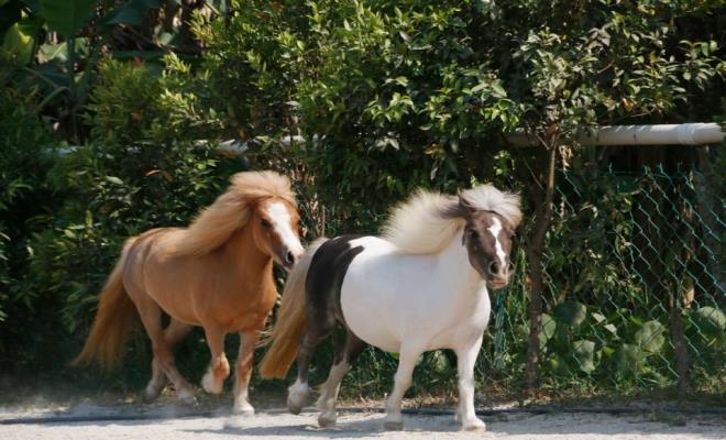 Countryside Stables Penang