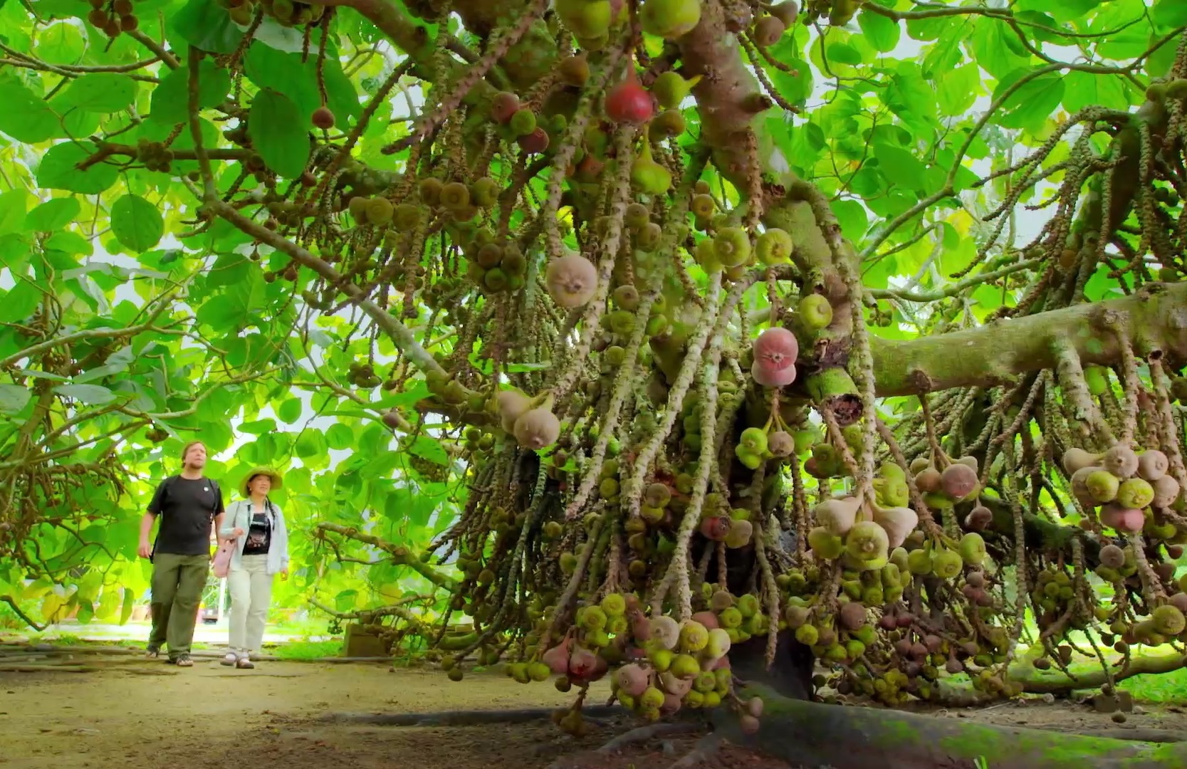 Penang Tropical Fruit Farm