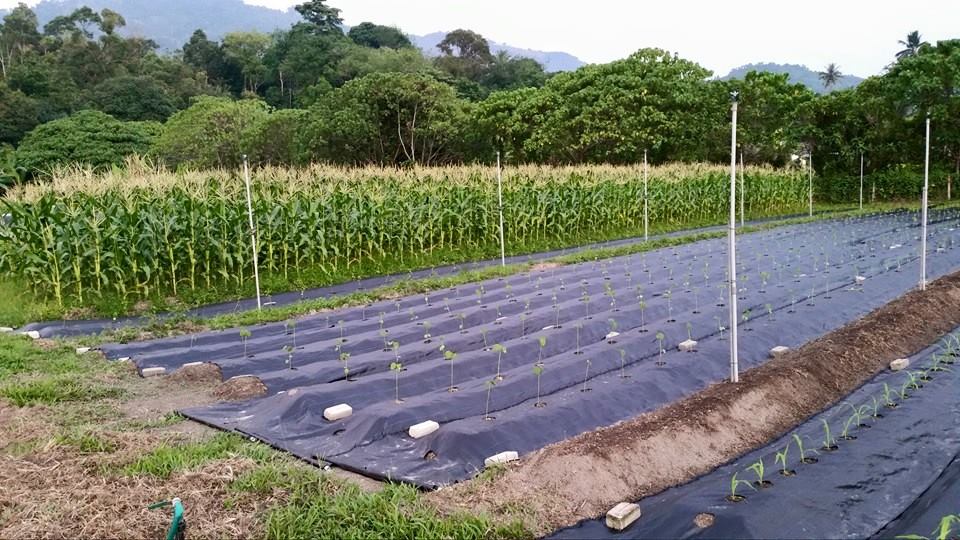 Comfort Organic Farm
