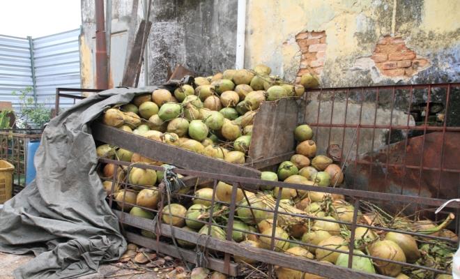 Fresh Coconuts