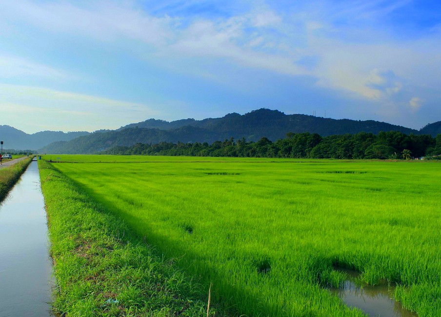 Balik Pulau Paddy Field