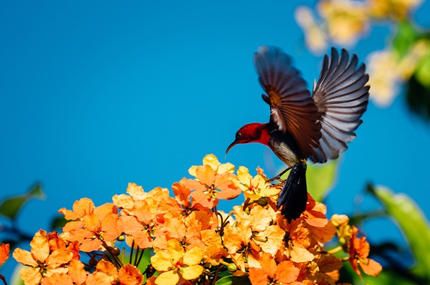 BIRD WATCHING